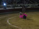 Bull-Fight-011